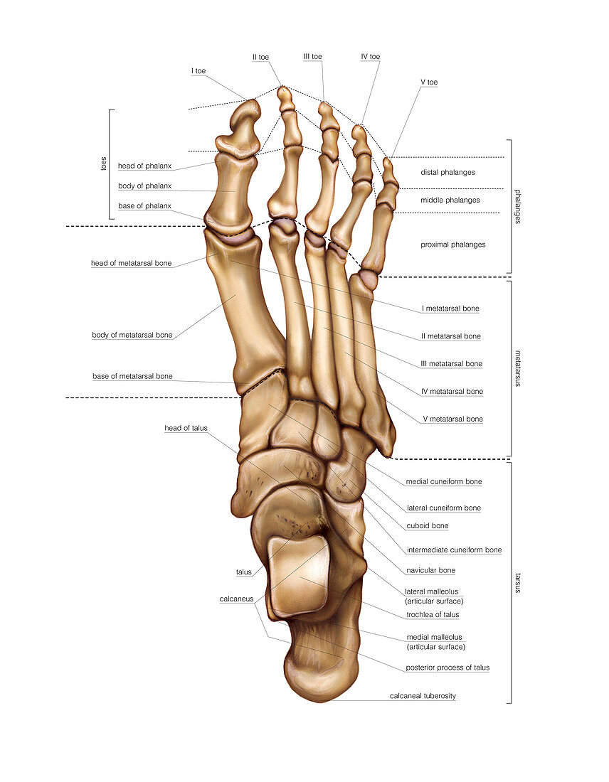 Bones of the foot,artwork