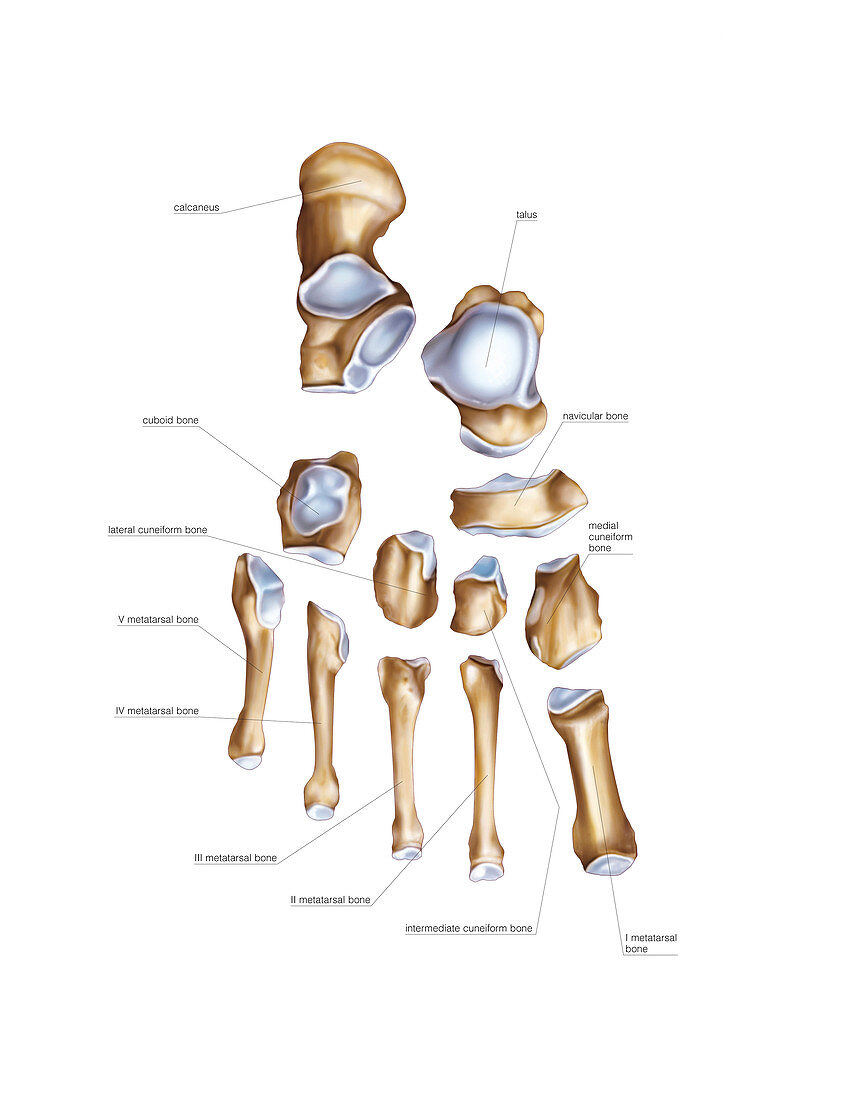 Tarsus and metatarsus bones,artwork