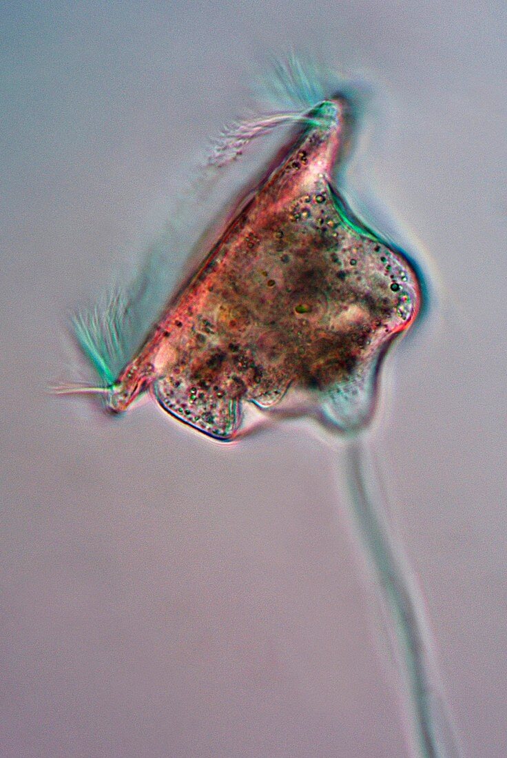 Voticella protozoan,light micrograph