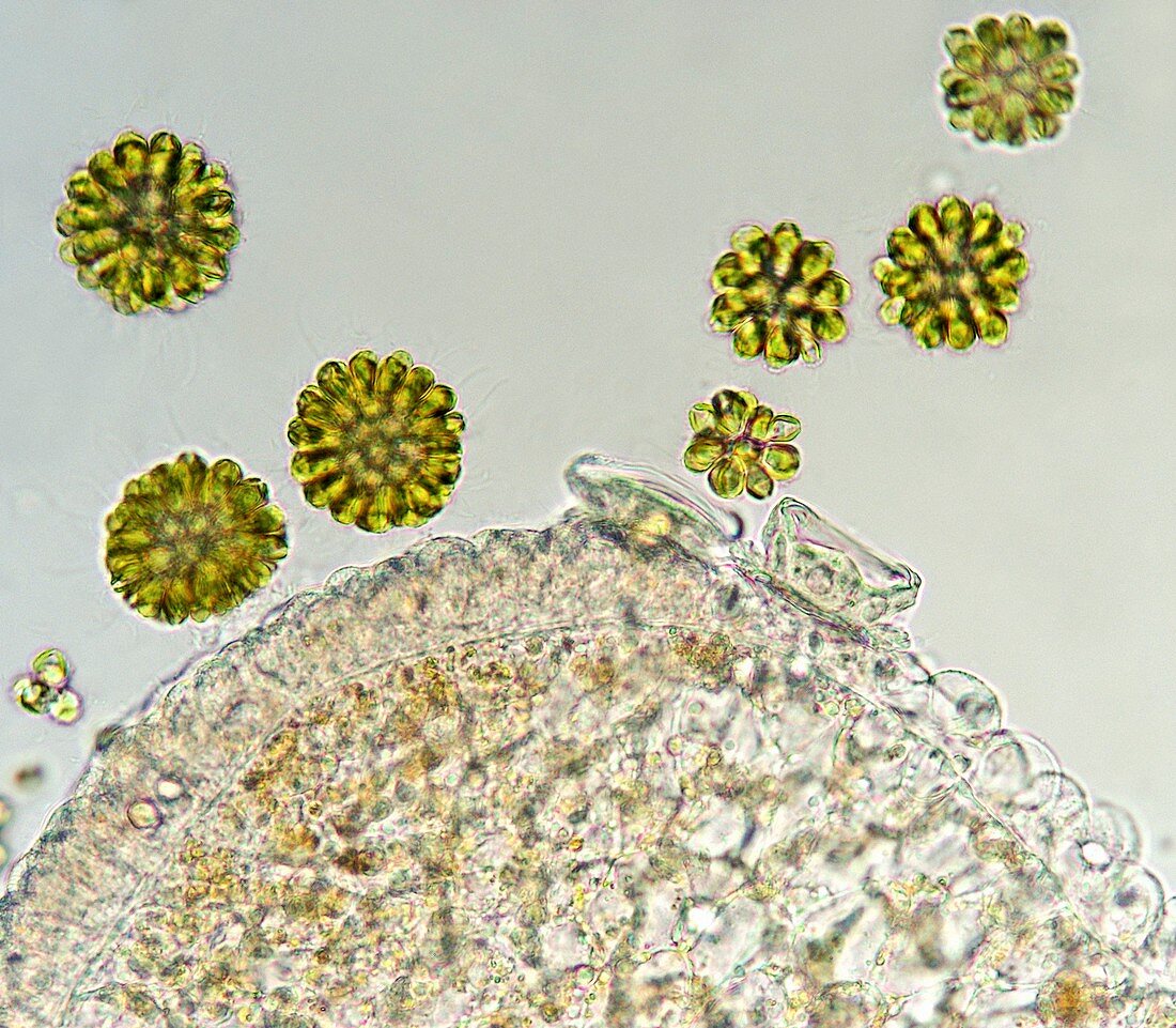 Algae and protist,light micrograph