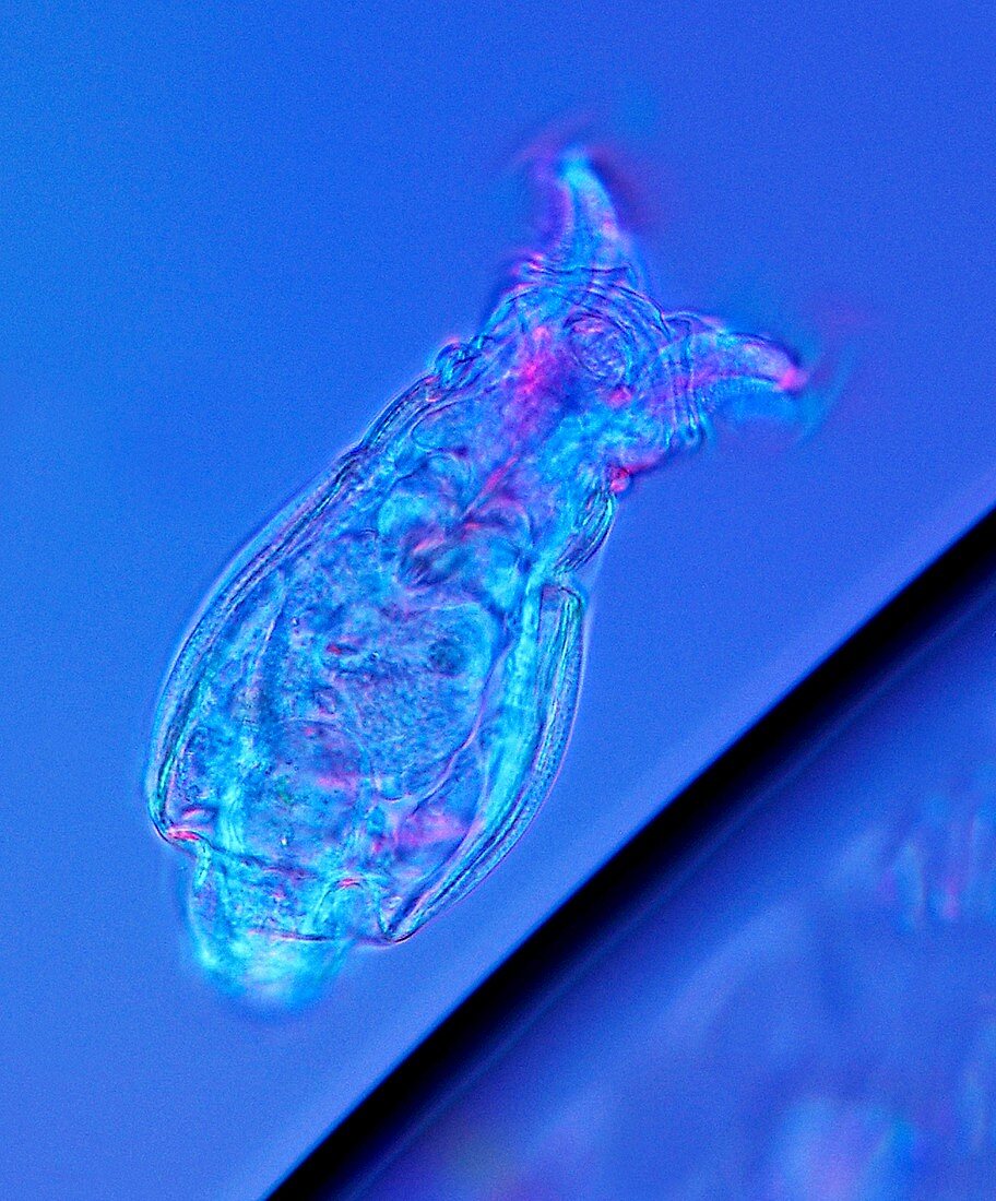 Rotifer,light micrograph