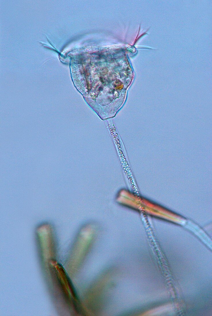Voticella protozoan,light micrograph