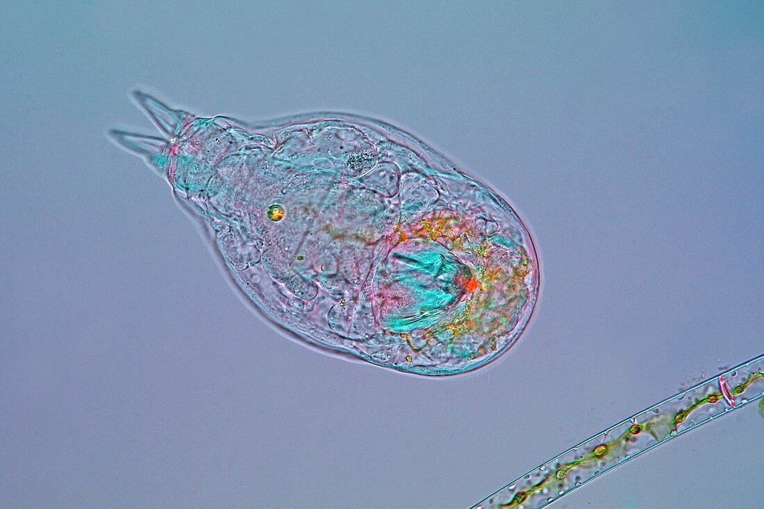 Notommata sp. rotifer,light micrograph