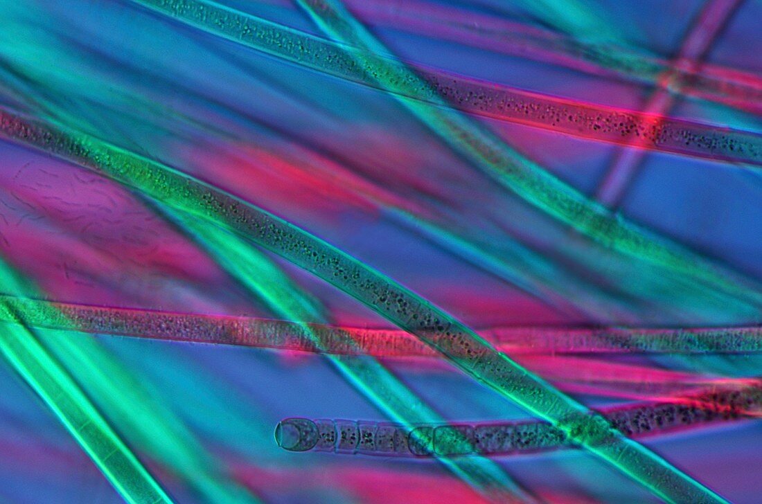 Cyanobacteria,light micrograph