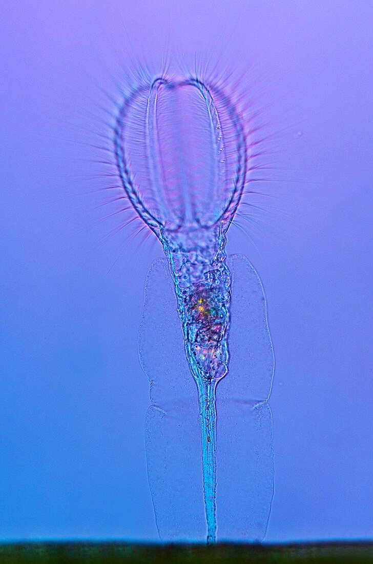 Rotifer,light micrograph