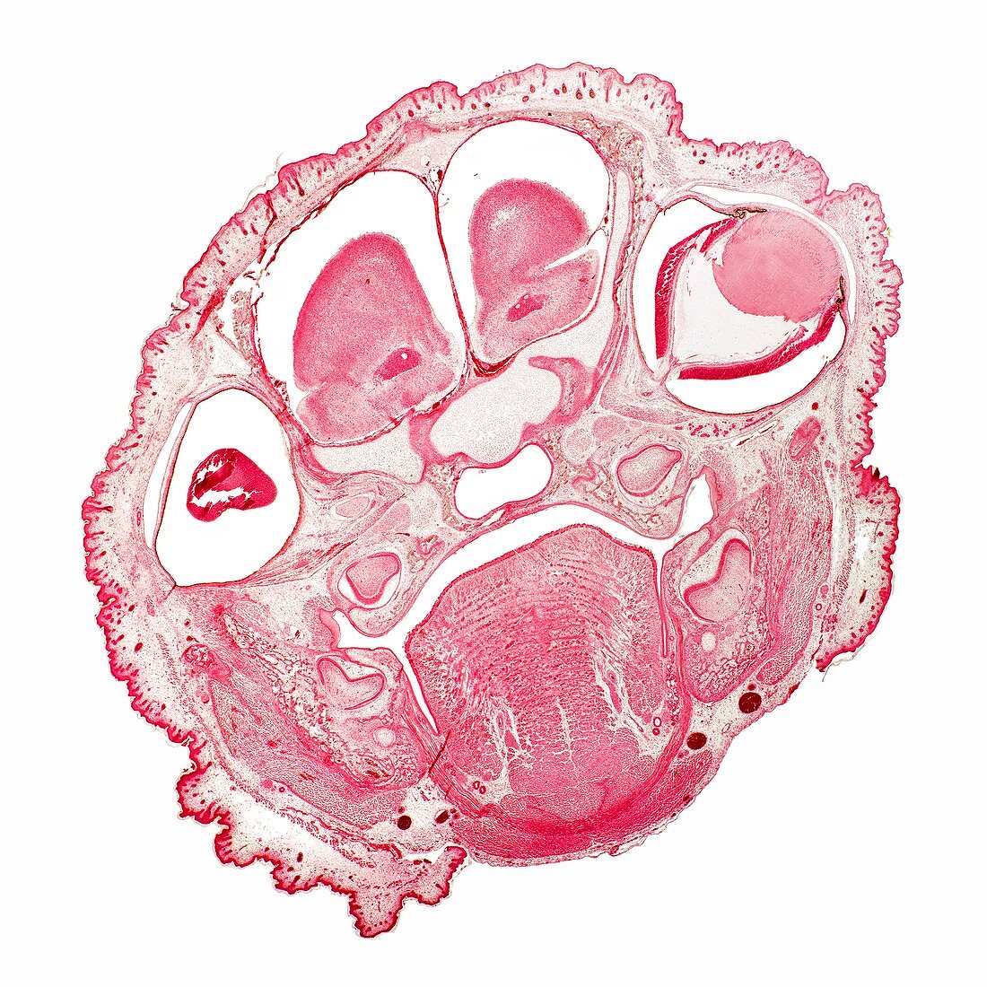 Foetal rat head,light micrograph