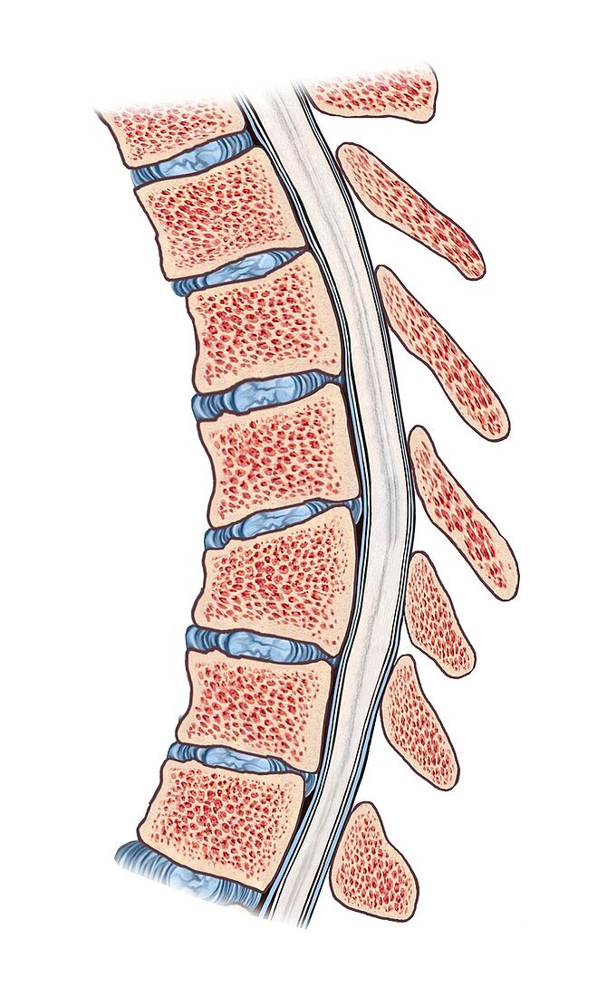 Thoracic spine,artwork