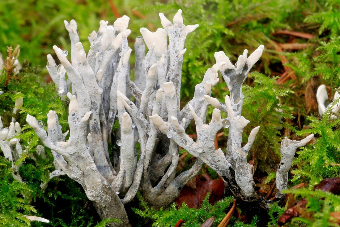 Candlesnuff fungus