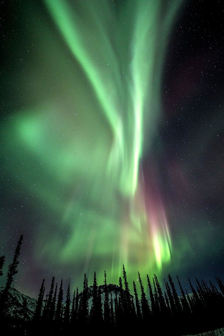 Aurora Borealis over trees
