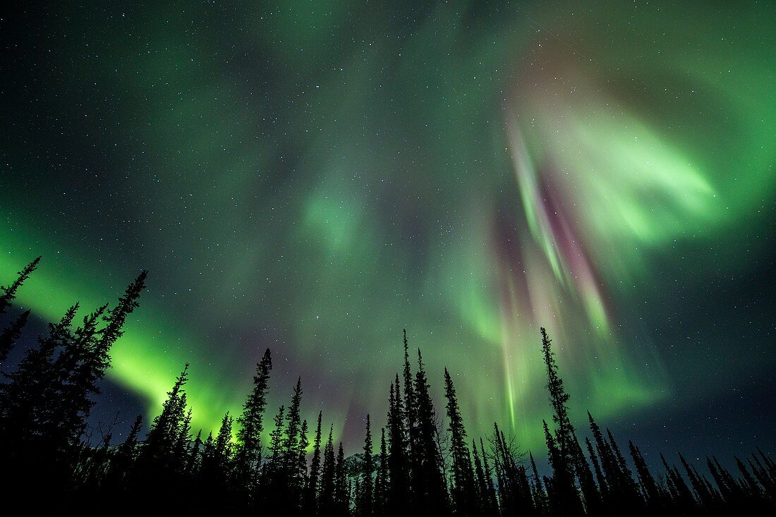 Aurora Borealis over trees