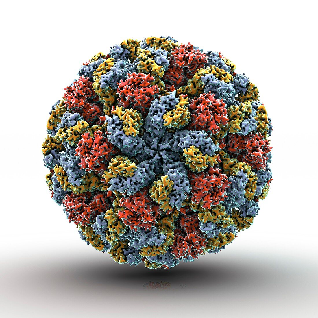 Calicivirus particle,artwork