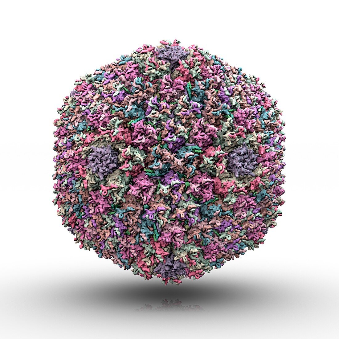 Adenovirus particle,artwork