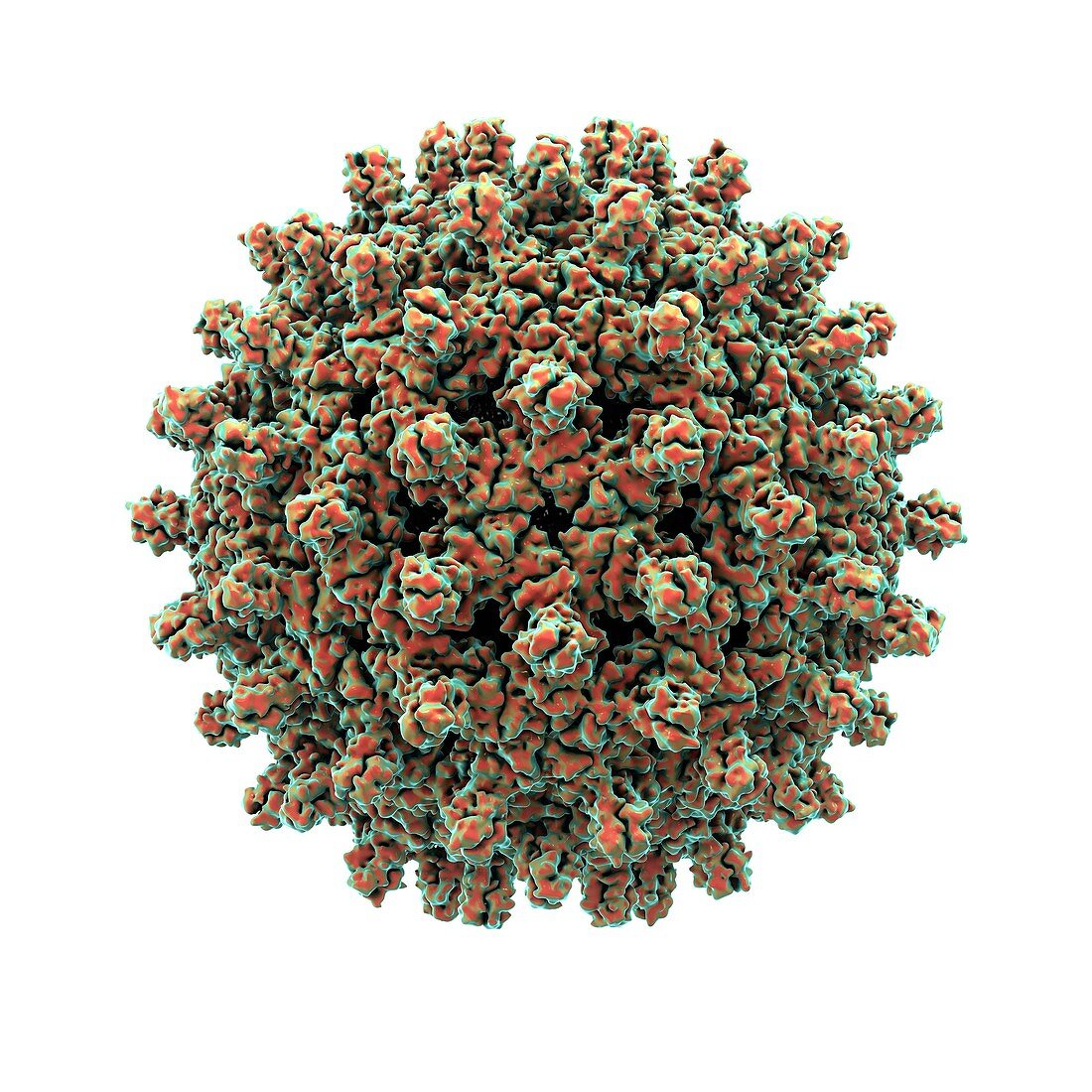 Hepatitis B virus particle,artwork