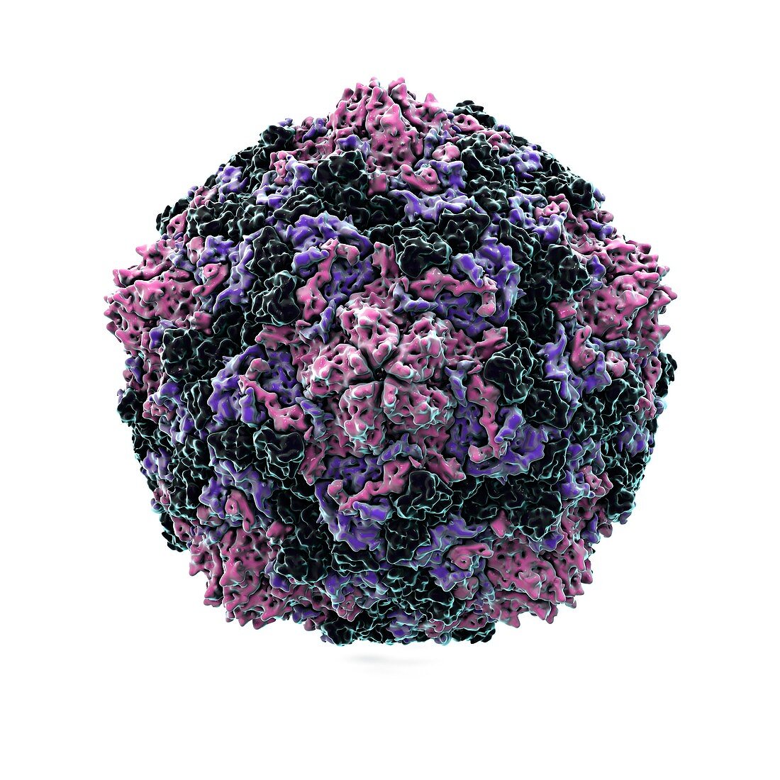 Coxsackie virus particle,artwork