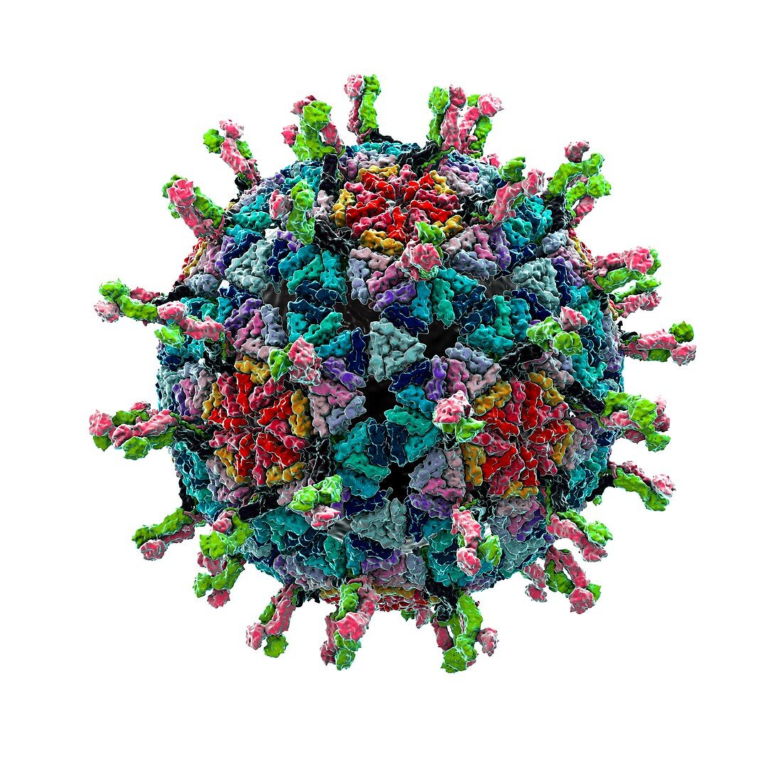 Rotavirus particle,artwork