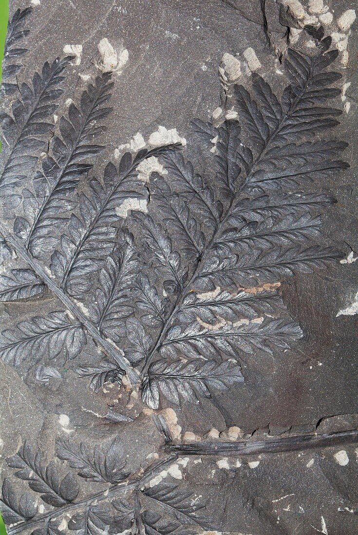 Mariopteris muricata,fossil plant
