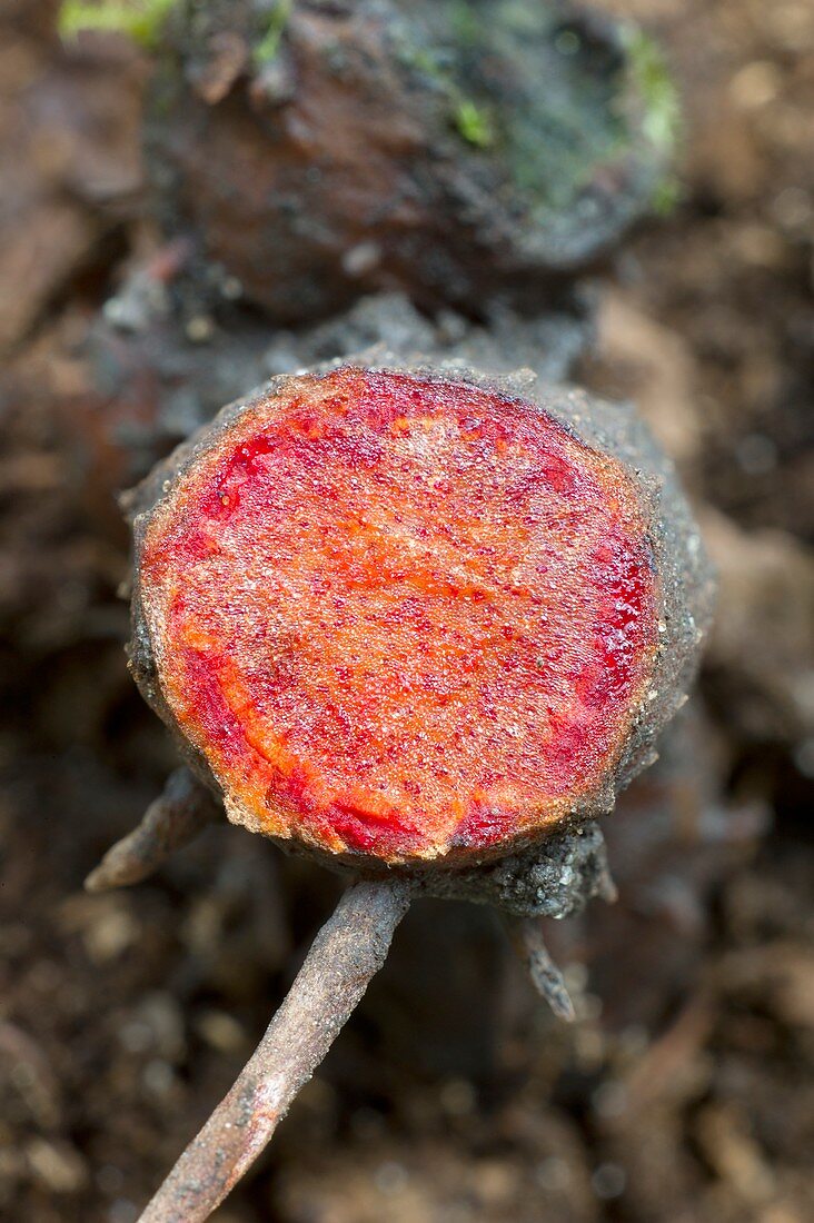 Bloodroot (Sanguinaria canadensis )