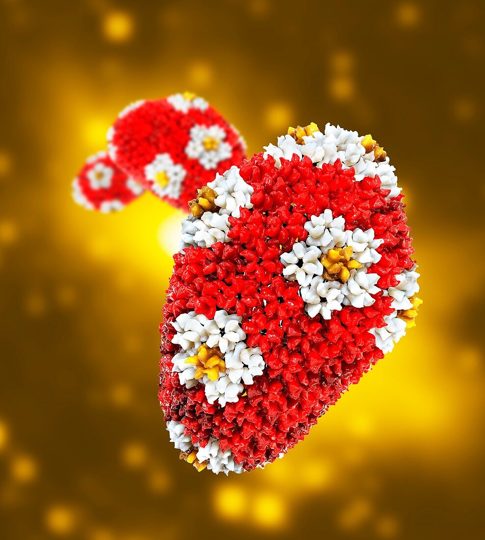 HIV viral capsid,artwork