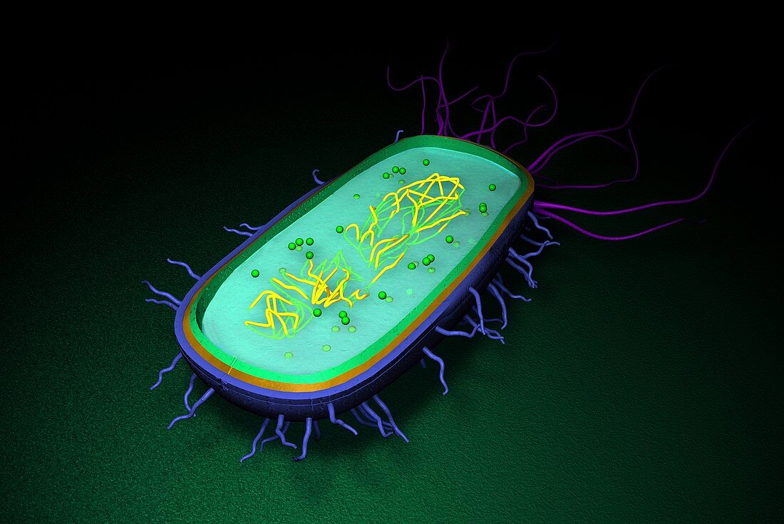 Bacterium,artwork