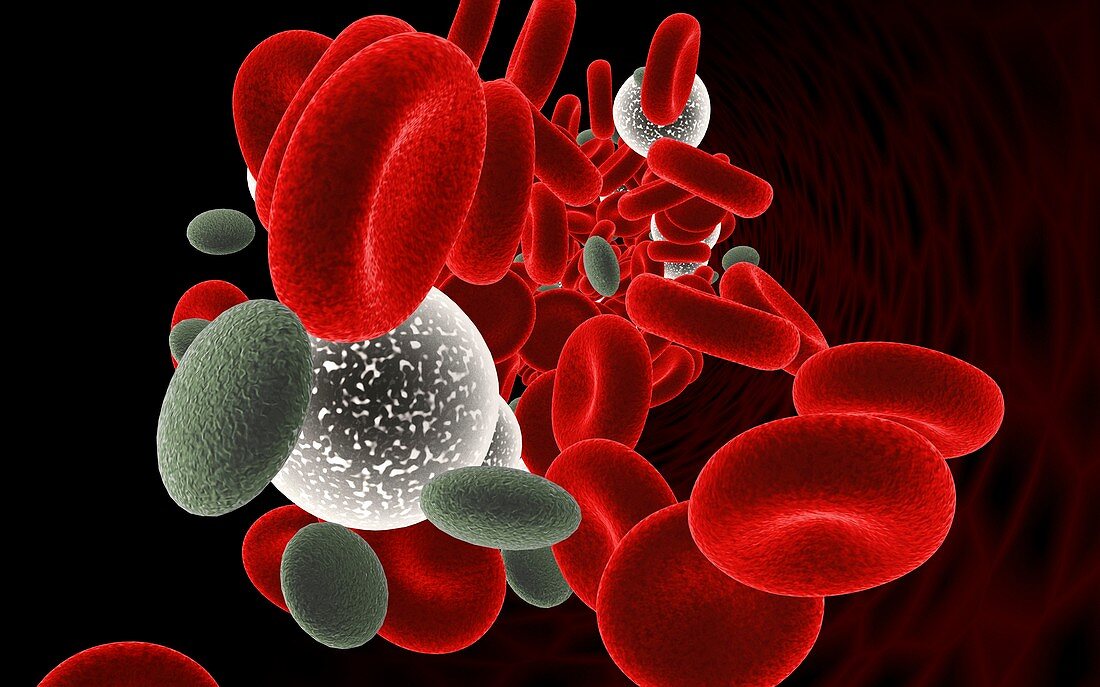 Blood cells,artwork