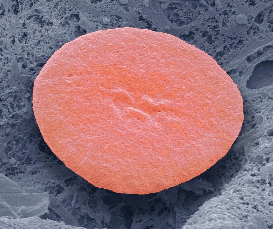 Fish red blood cell,SEM