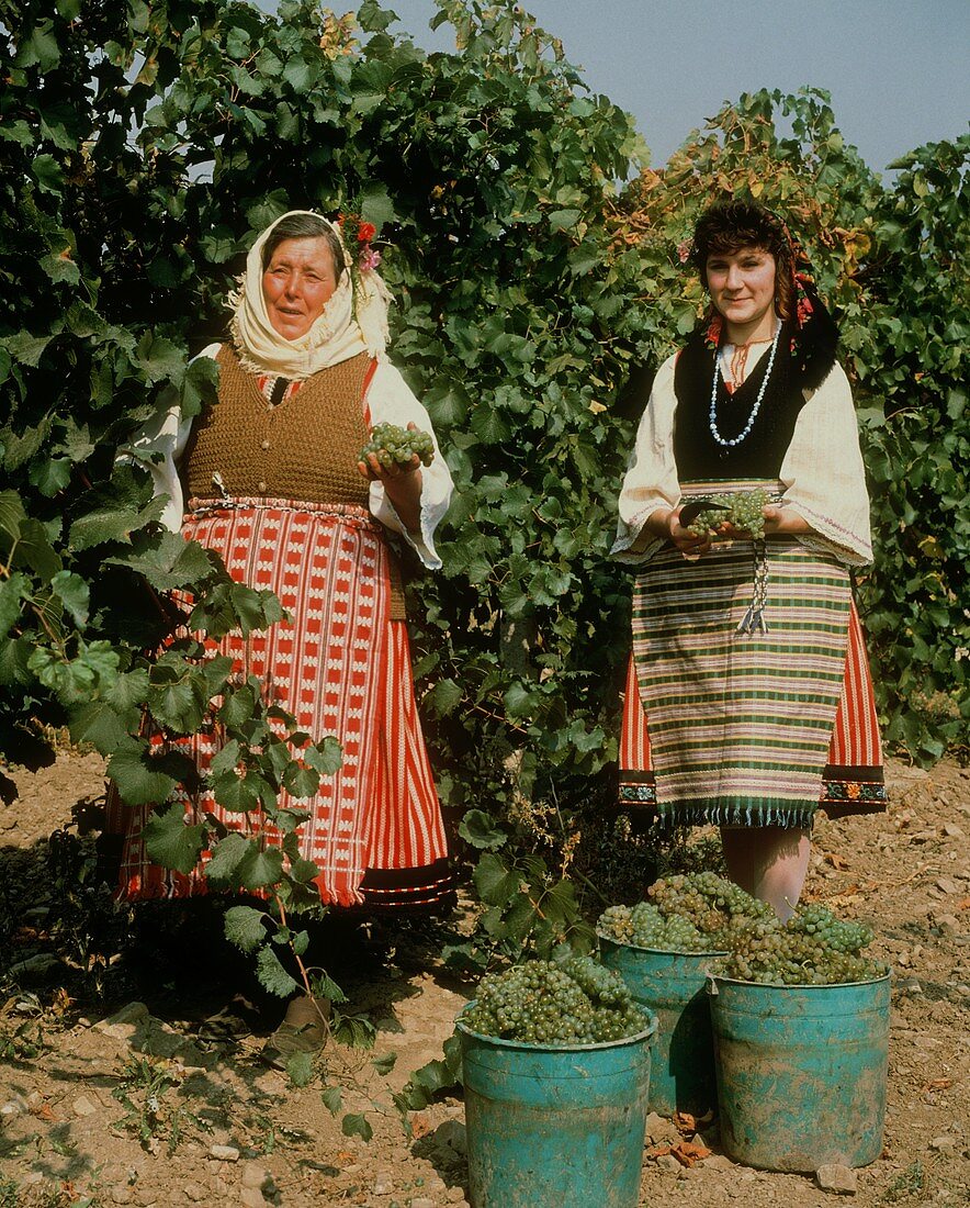 Frauen in Tracht bei der Chardonnay-Lese in Blatetz,Bulgarien