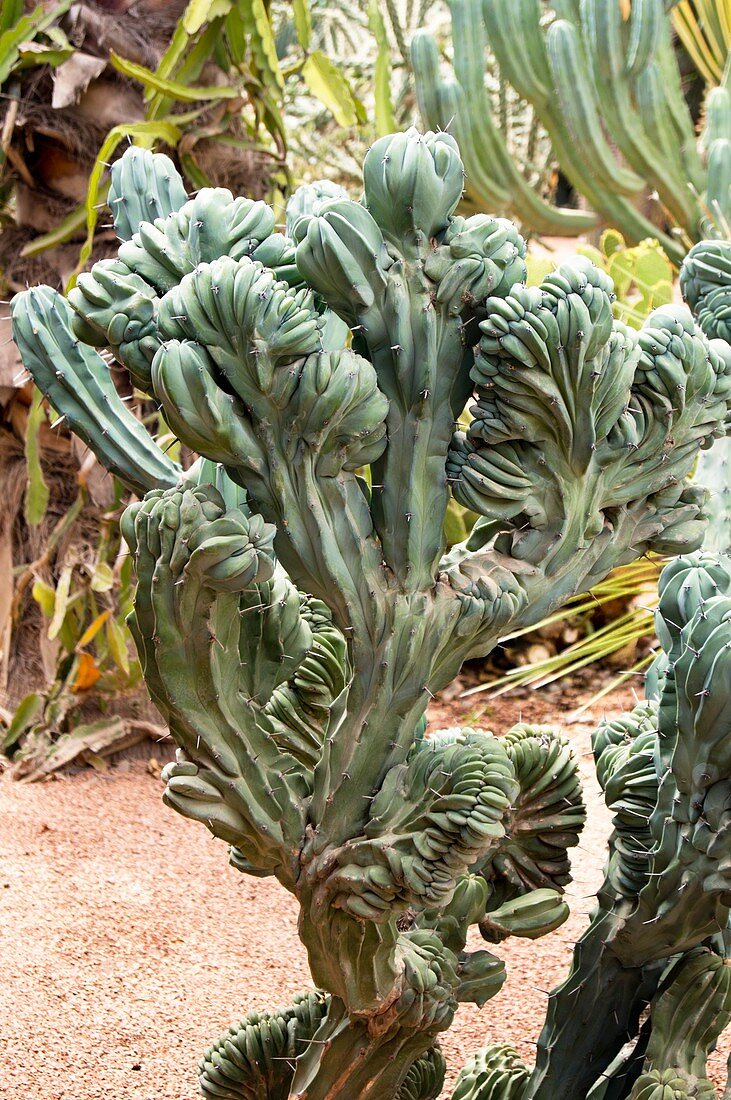 Distorted cactus in Morocco