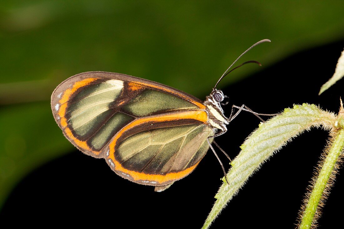 Ithomine butterfly