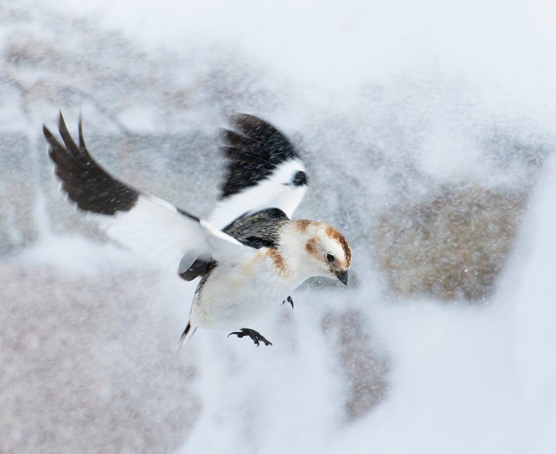 Male snow bunting
