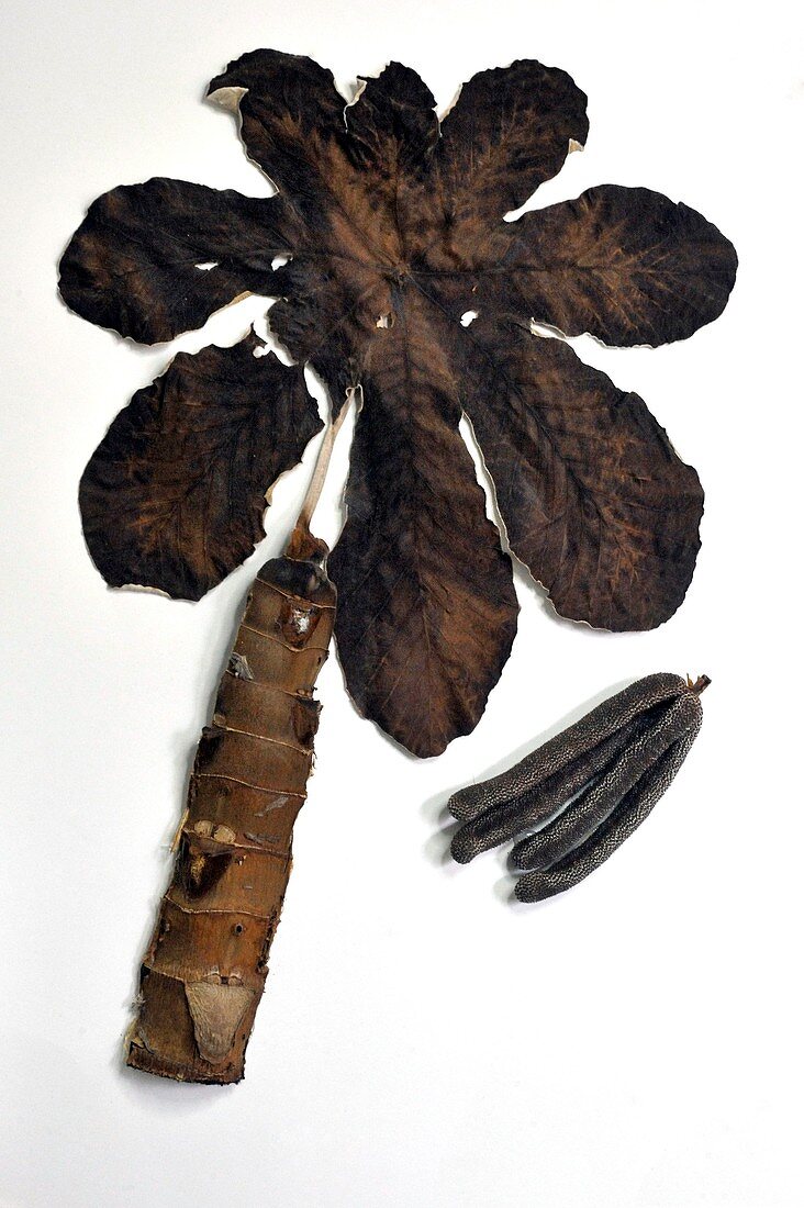 Dried Cecropia obtusifolia specimens