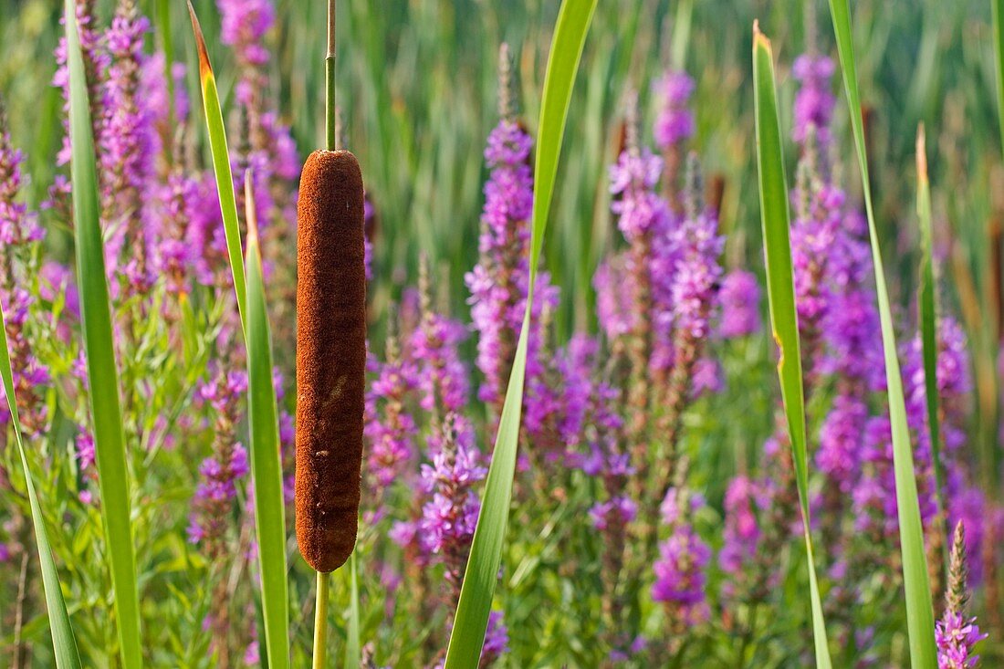 Purple loosestrife and cattail plants