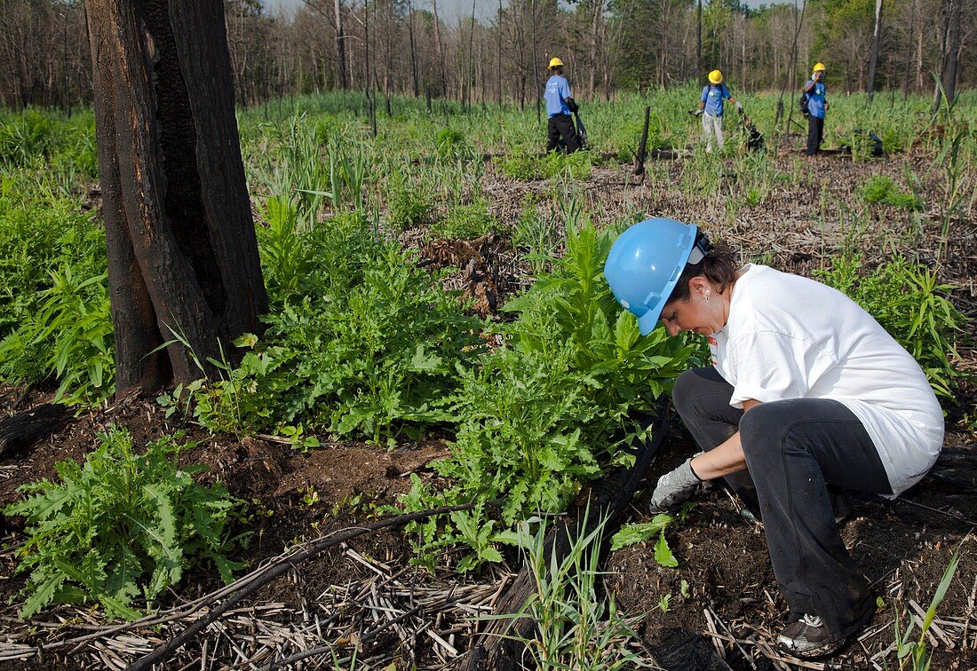 Volunteers removing invasive plants