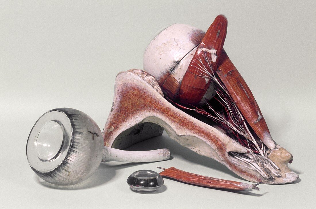 Model eye for ophthalmology,19th century