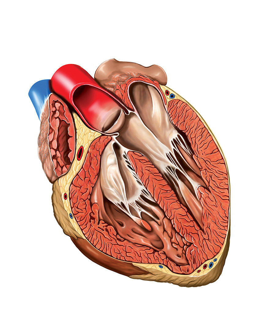 Internal view of the Heart,artwork