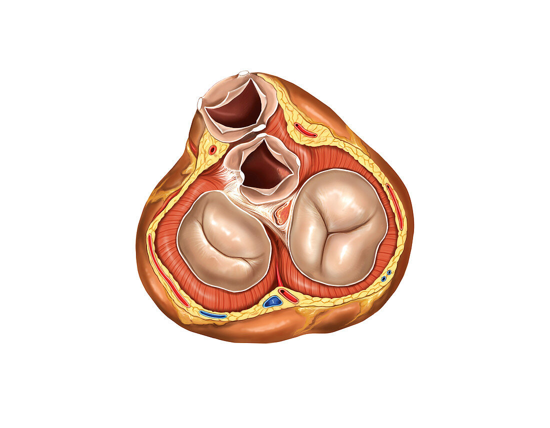 Cardiac valves in Systole,artwork
