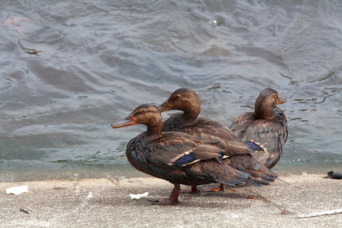 Ducks covered in oil