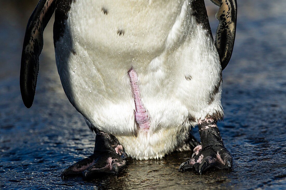 African Penguin showing brood patch