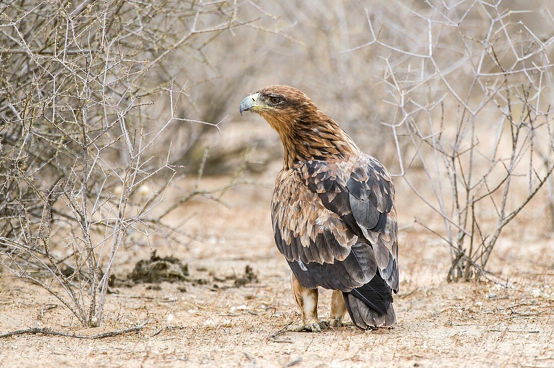 Tawny Eagle hunting on the ground