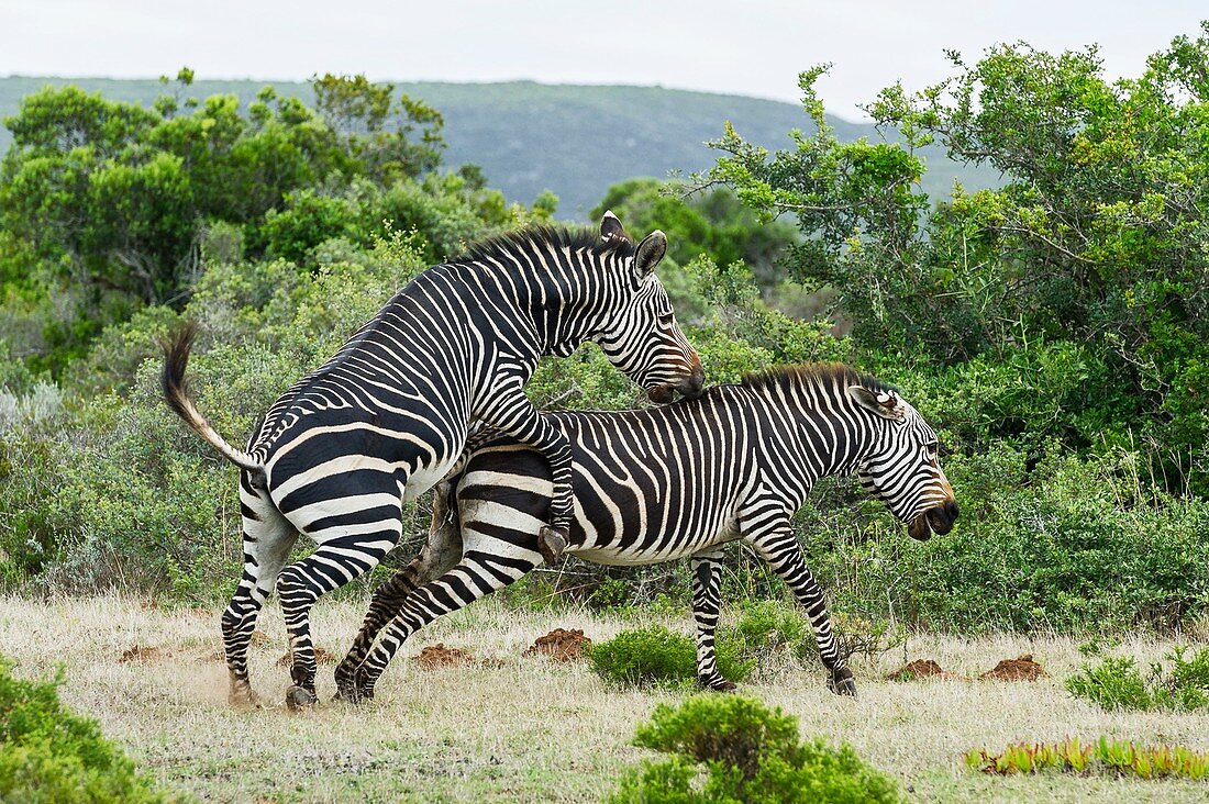 Mating Cape Mountain Zebras