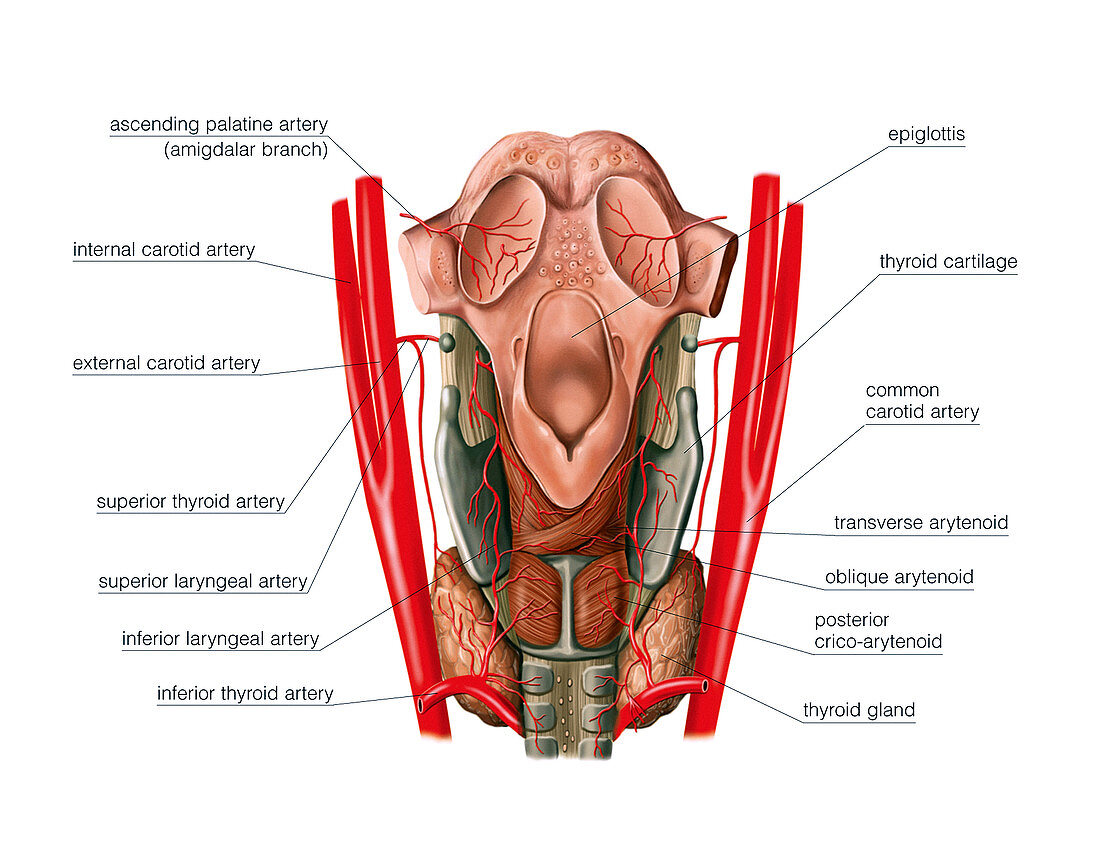 Arterial system of the neck,artwork