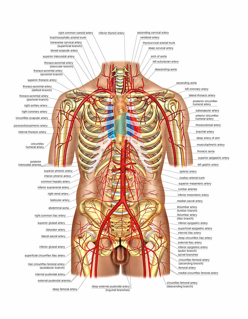 Arterial system of trunk,artwork