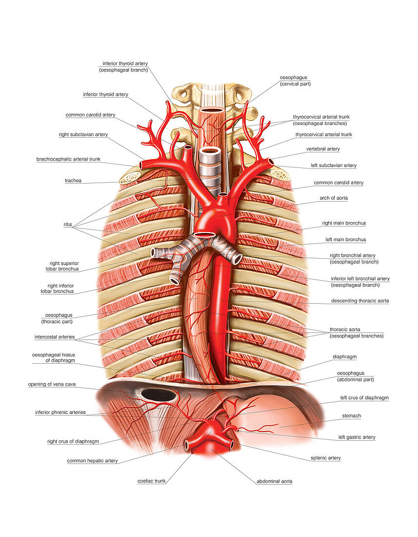 Arterial system of Oesophagus,artwork