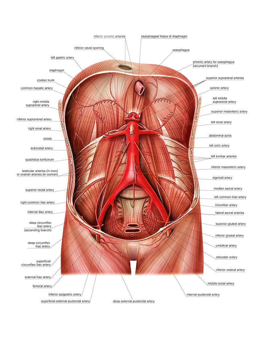 Arterial system of abdominal wall