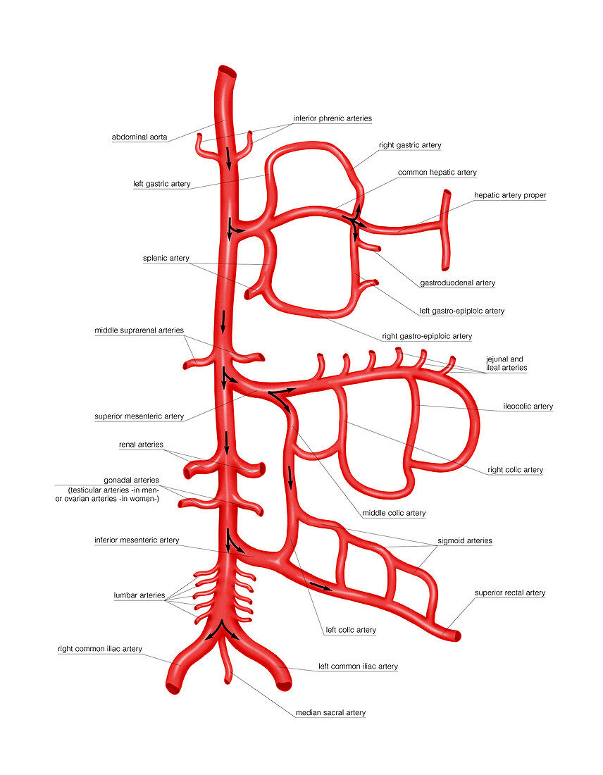 Arterial system of abdomen,artwork
