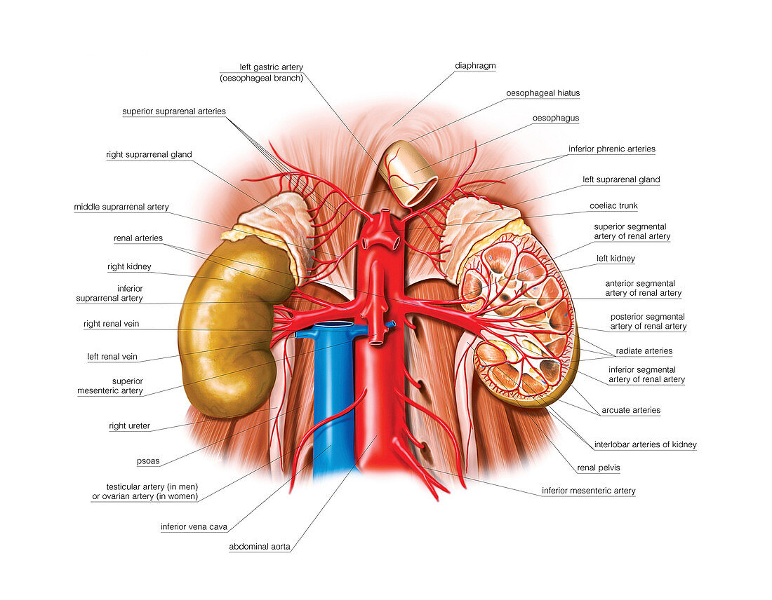 Arterial system of the abdomen,artwork