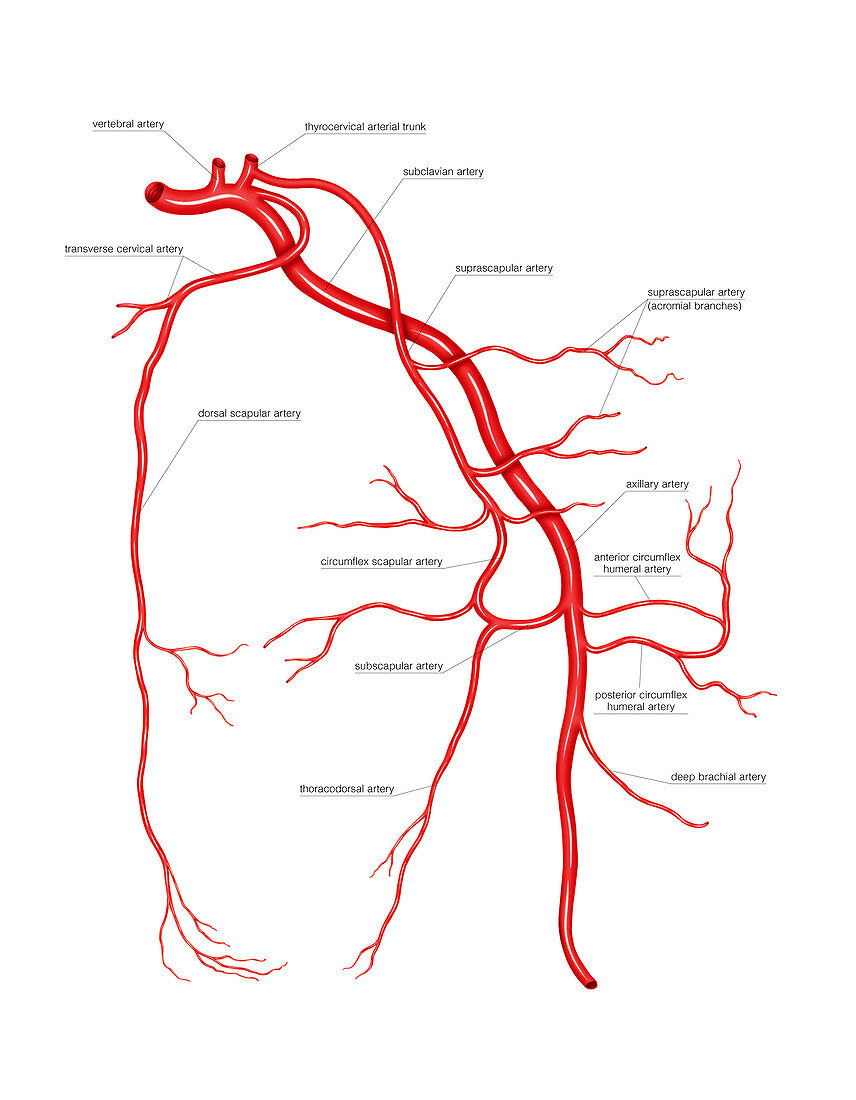 Arterial system of the scapular,artwork