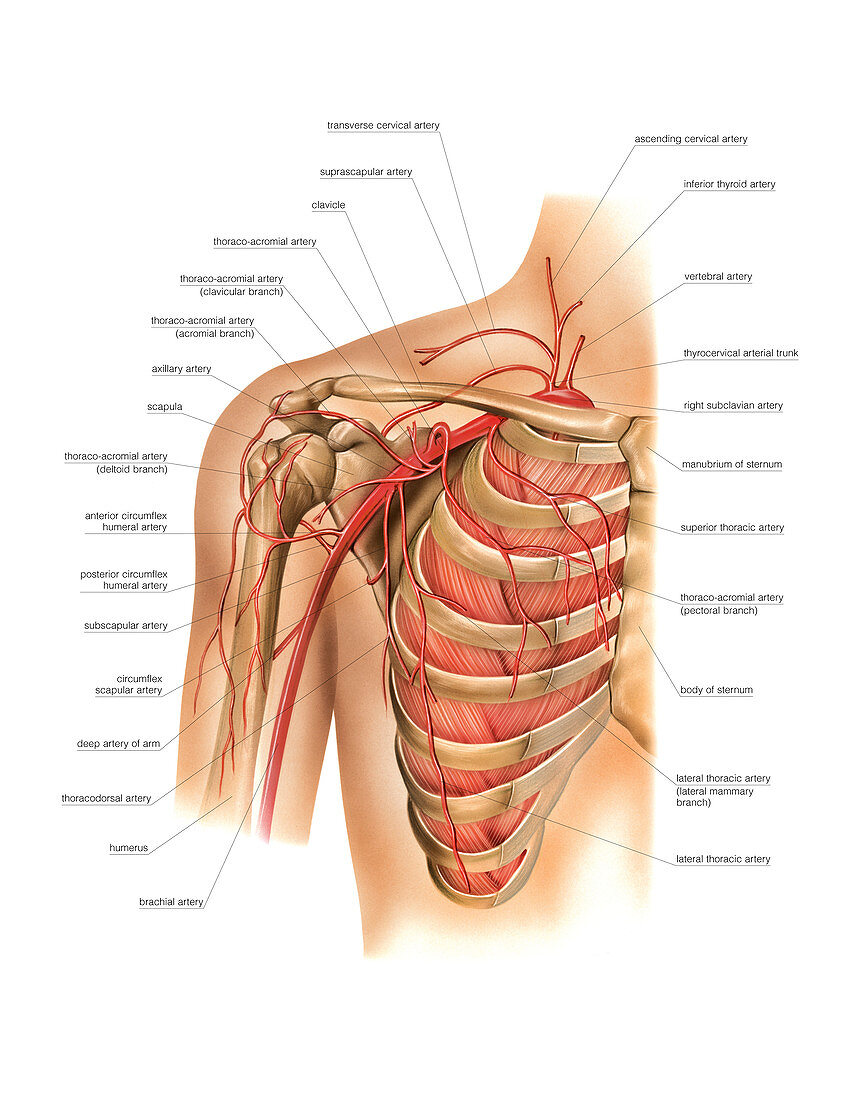 Arterial system of the shoulder,artwork