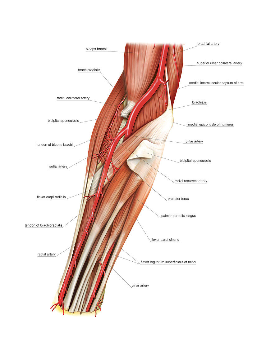 Arterial system of the forearm,artwork