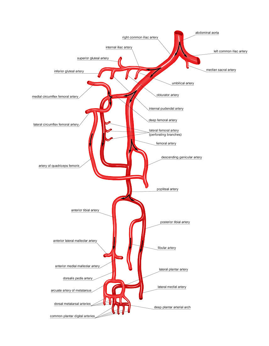 Arterial system of the pelvis and leg