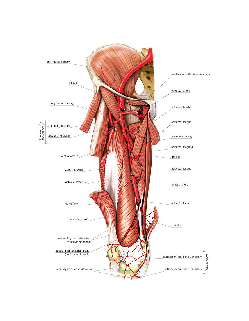 Arterial system of the thigh,artwork